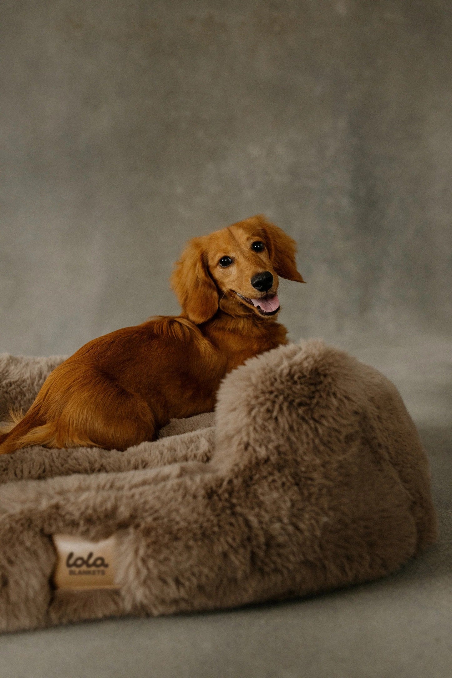 The Lola Pet Bed | Desert Dune