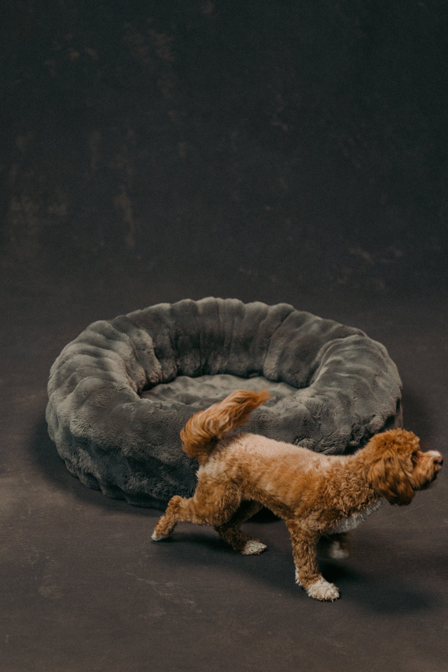The Lola Bubble Pet Bed | Shadow Grey