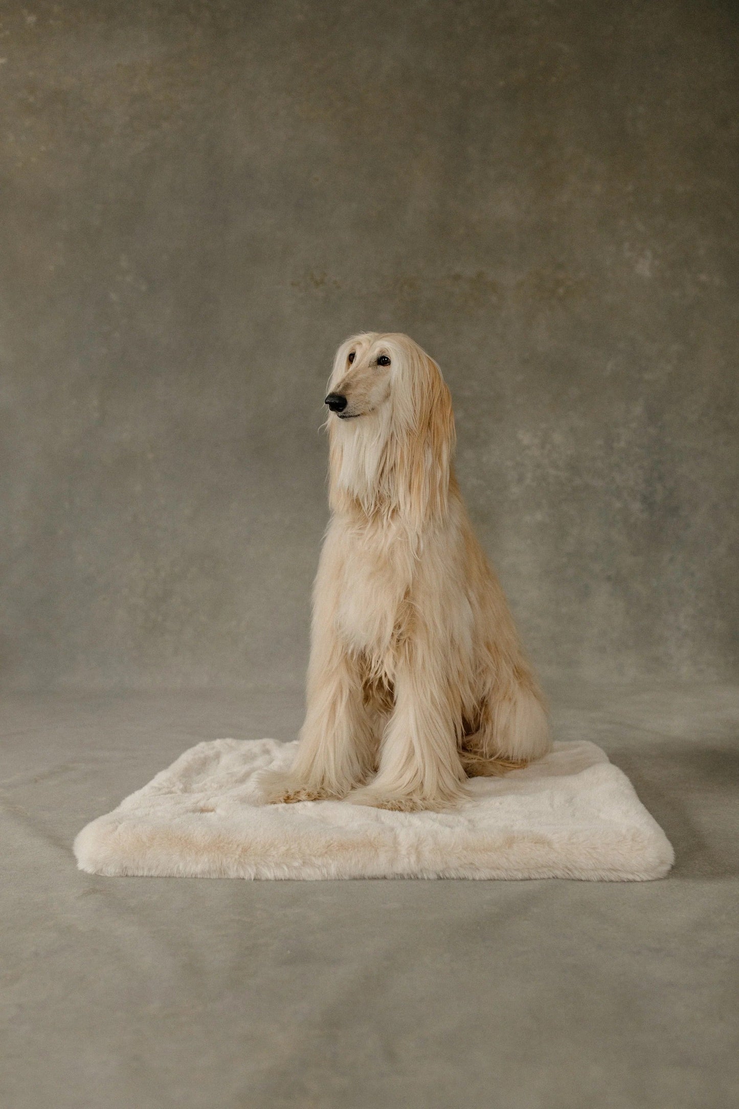 The Lola Pet Pad | Bondi Beige