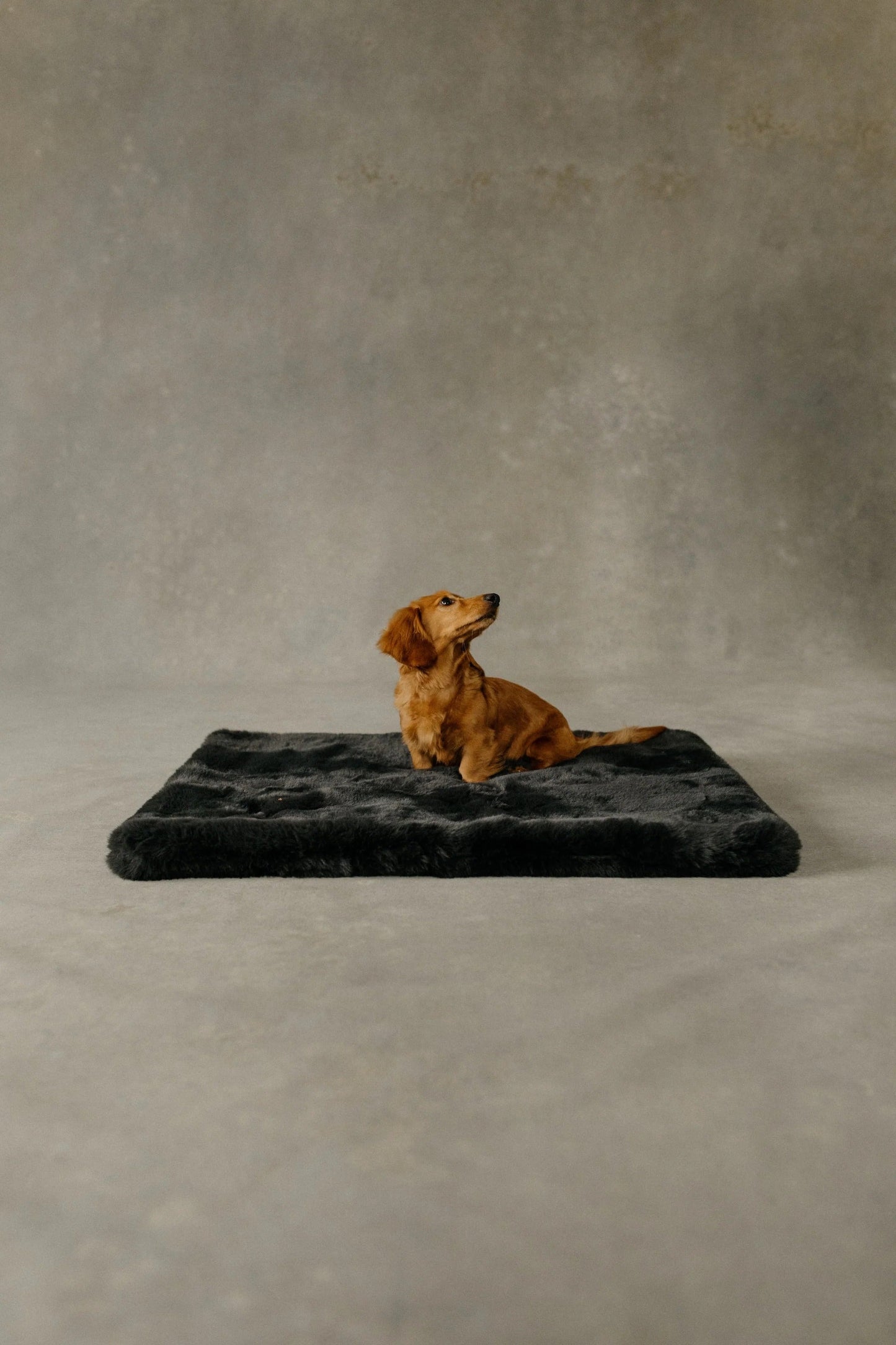 The Lola Pet Pad | Charcoal Grey